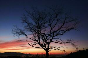 ai généré crépuscule tranquillité sec arbre silhouette contre le vibrant le coucher du soleil teintes photo