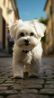 ai généré adorable peu maltais chien permanent sur une pittoresque pavé rue verticale mobile fond d'écran photo