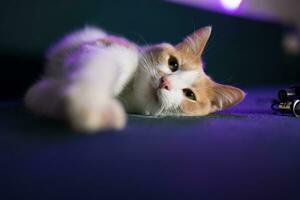 mignonne blanc et rouge chaton sur une bleu canapé photo