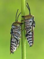 fermer de une vert insecte sur une luxuriant plante photo