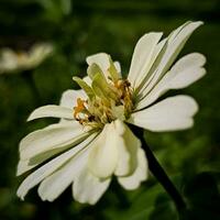 fragile fleur dans macro la photographie photo