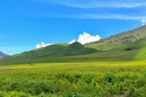tranquille campagne paysage avec vert herbe et bleu ciel photo