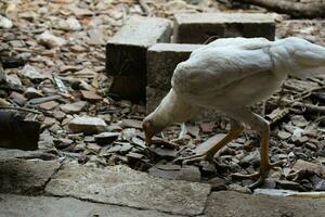 blanc maigre poule en mangeant nourriture ou sec riz photo