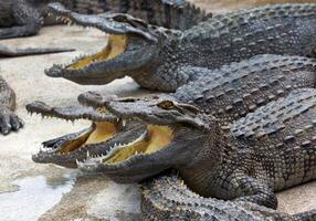 crocodile d'eau douce a ouvert la bouche à la ferme.