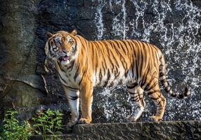 les tigres indochinois se dressent dans l'atmosphère de la forêt. photo