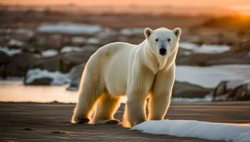 ai généré une polaire ours est en marchant sur le plage à le coucher du soleil photo