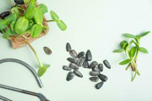 des graines et microgreen tournesol, avec ciseaux Haut voir, plat poser. croissance vitamines en bonne santé nourriture à Accueil concept. photo