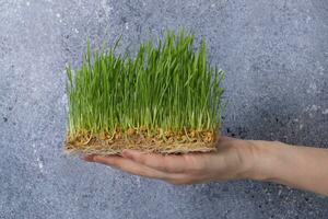 germé microgreen blé dans femelle main. en bonne santé superaliment Accueil croissance photo