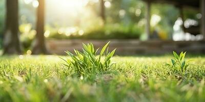 ai généré vert herbe dans le Soleil photo