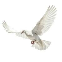 ai généré blanc Pigeon dans vol photo