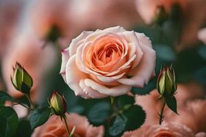 ai généré une proche en haut de une bouquet de rose des roses photo