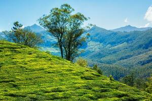 thé plantation dans le matin, Inde photo