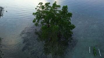 aérien vue de une mangrove arbre sur le plage photo