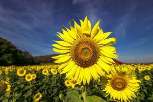 tournesol croissance dans champ de tournesols pendant une agréable ensoleillé hiver journée Jaune tournesols contraste avec le bleu ciel dans Les agriculteurs jardin dans asiatique Naturel Contexte. photo