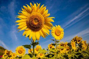 tournesol croissance dans champ de tournesols pendant une agréable ensoleillé hiver journée Jaune tournesols contraste avec le bleu ciel dans Les agriculteurs jardin dans asiatique Naturel Contexte. photo