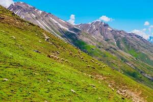 paysage dans le montagnes. panoramique vue de le Haut de Sonmarg, Cachemire vallée dans le himalayen région. prairies, alpin des arbres, fleurs sauvages et neige sur Montagne dans Inde. concept Voyage la nature. photo