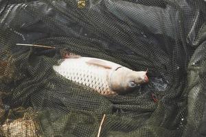 une grosse carpe tout juste pêchée par des pêcheurs expérimentés. le poisson trophée scintille de ses écailles photo