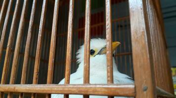 image de une oiseau dans une cage photo