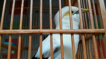 image de une oiseau dans une cage photo