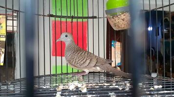 image de une oiseau dans une cage photo