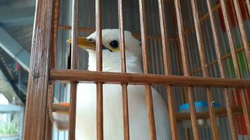 image de une oiseau dans une cage photo