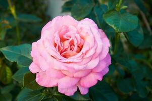 rose Rose fermer dans été dans le jardin. magnifique floral Contexte. la Saint-Valentin journée et vacances. l'amour et tendresse photo