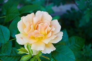 Jaune Rose fermer dans le jardin. beauté et tendresse, vacances. la nature photo