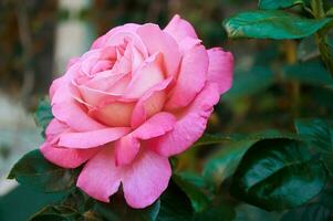 rose Rose fermer dans été dans le jardin. magnifique floral Contexte. la Saint-Valentin journée et vacances. l'amour et tendresse photo
