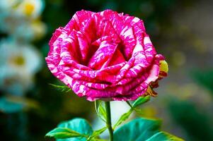 panaché rayé rose Rose fermer dans le jardin. beauté et tendresse, vacances. la nature photo