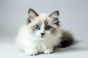 ai généré une petit ragdoll chat mensonge sur blanc Contexte. génératif ai. photo