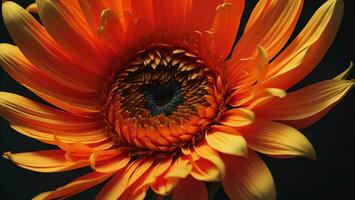 ai généré magnifique Orange gerbera sur noir arrière-plan, fermer. génératif ai photo