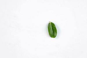 un vert feuille de une tropical arbre isolé sur blanc Contexte. photo