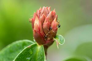 fermer de noir fourmis en marchant et en mangeant rouge fruit fleur graines. photo