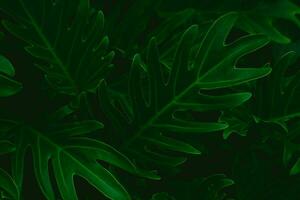 parfait Naturel vert feuille modèle. Contexte de exotique foncé vert tropical feuilles croissance dans le forêt tropicale. Couleur de chou frisé. photo