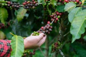 agriculteur asiatique moderne utilisant une tablette numérique et vérifiant les grains de café mûrs à la plantation de café. application de la technologie moderne dans le concept d'activité de croissance agricole. photo