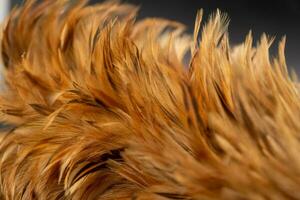 fermer de le poulet plume plumeau bâton. photo