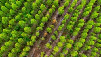 vue aérienne de beaux paysages de zones agricoles ou de culture dans les pays tropicaux. plantation d'eucalyptus en thaïlande. fond de paysage naturel. photo