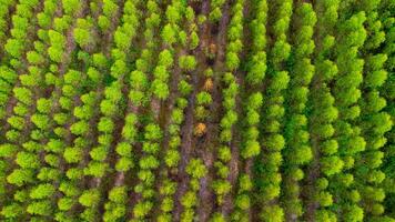 vue aérienne de beaux paysages de zones agricoles ou de culture dans les pays tropicaux. plantation d'eucalyptus en thaïlande. fond de paysage naturel. photo