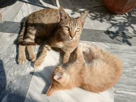 chatons se prélasser dans lumière du soleil photo