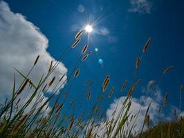 Champ d'herbe silhouette pendant le matin dans le ciel lumineux photo