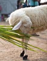 mouton mangeant de l'herbe dans la ferme photo