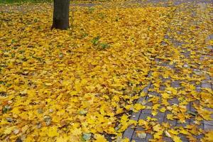 feuilles jaunes tombées dans le parc. automne lumineux. scène d'automne. été indien. photo