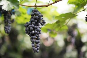 ferme de vendanges photo