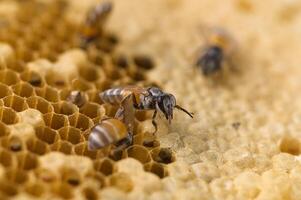 nature macro abeille et nid d'abeille photo