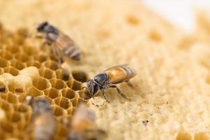 nature macro abeille et nid d'abeille photo