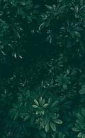 feuille verte tropicale dans des tons sombres. photo