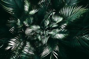 jardin vertical avec feuille verte tropicale, ton sombre photo