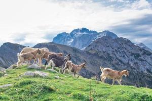 chèvres sur les prairies de montagne photo