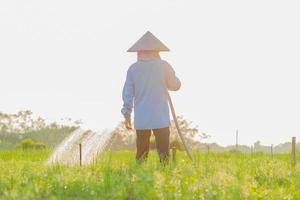 l'agriculteur arrose son champ d'oignons, dans l'après-midi ensoleillé photo