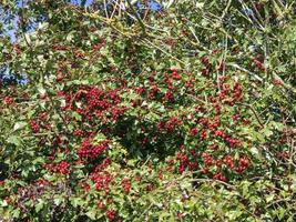 baies rouges abondantes sur un arbre d'aubépine photo